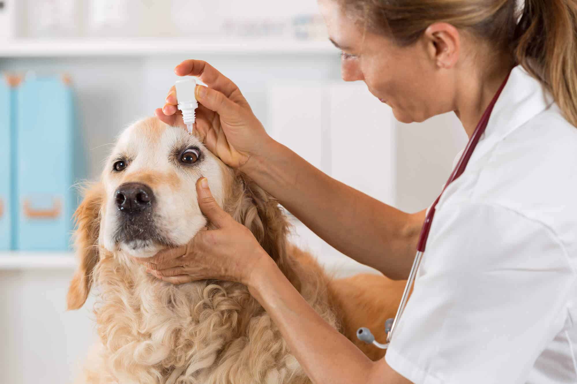 best veterinary medicine companies in India