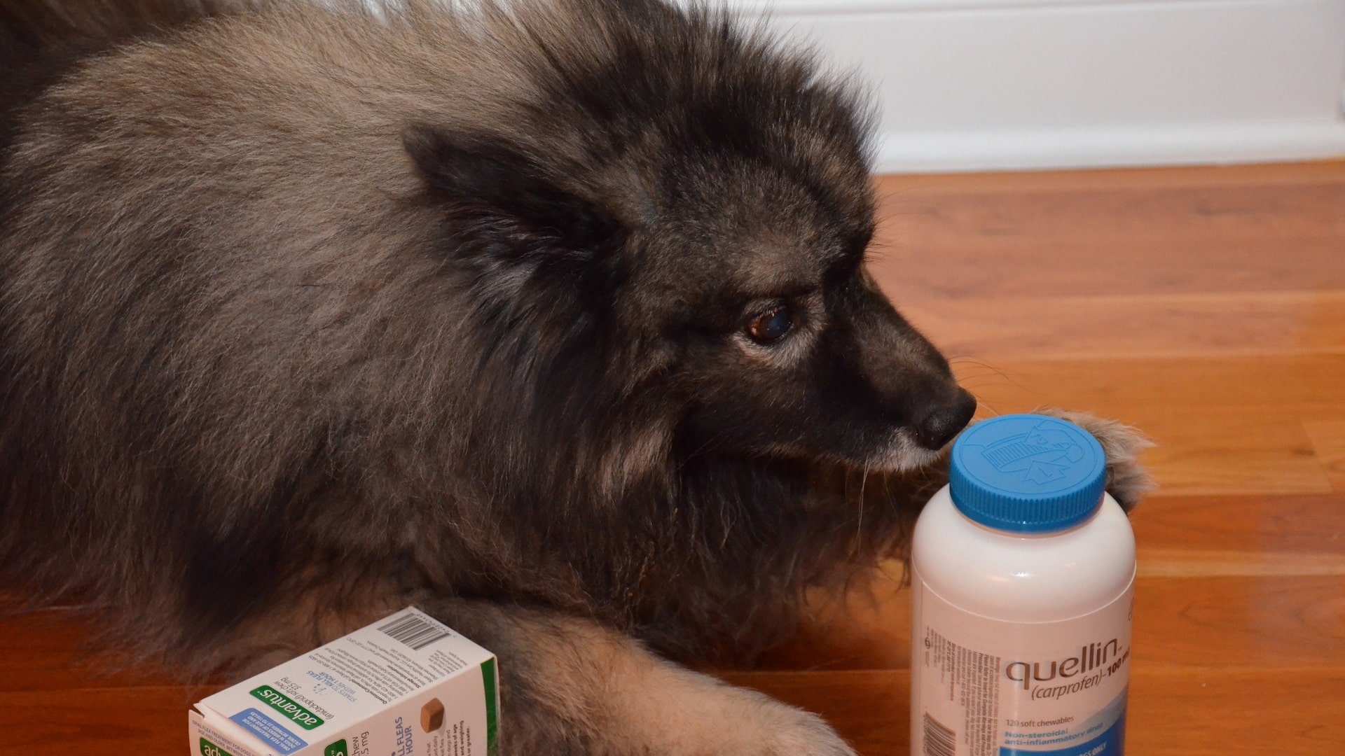 How to Start Veterinary pharma Company