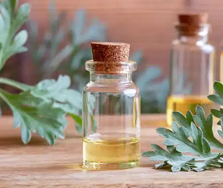 Davana oil